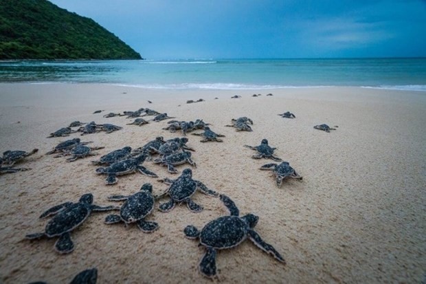 “Sea turtles belong to the ocean” - Short film calling for sea turtle protection released