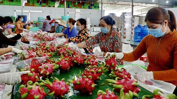 Binh Thuan province develops dragon fruit value chain
