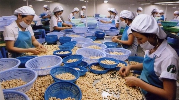 Cashew exports remain a silver lining: Conference