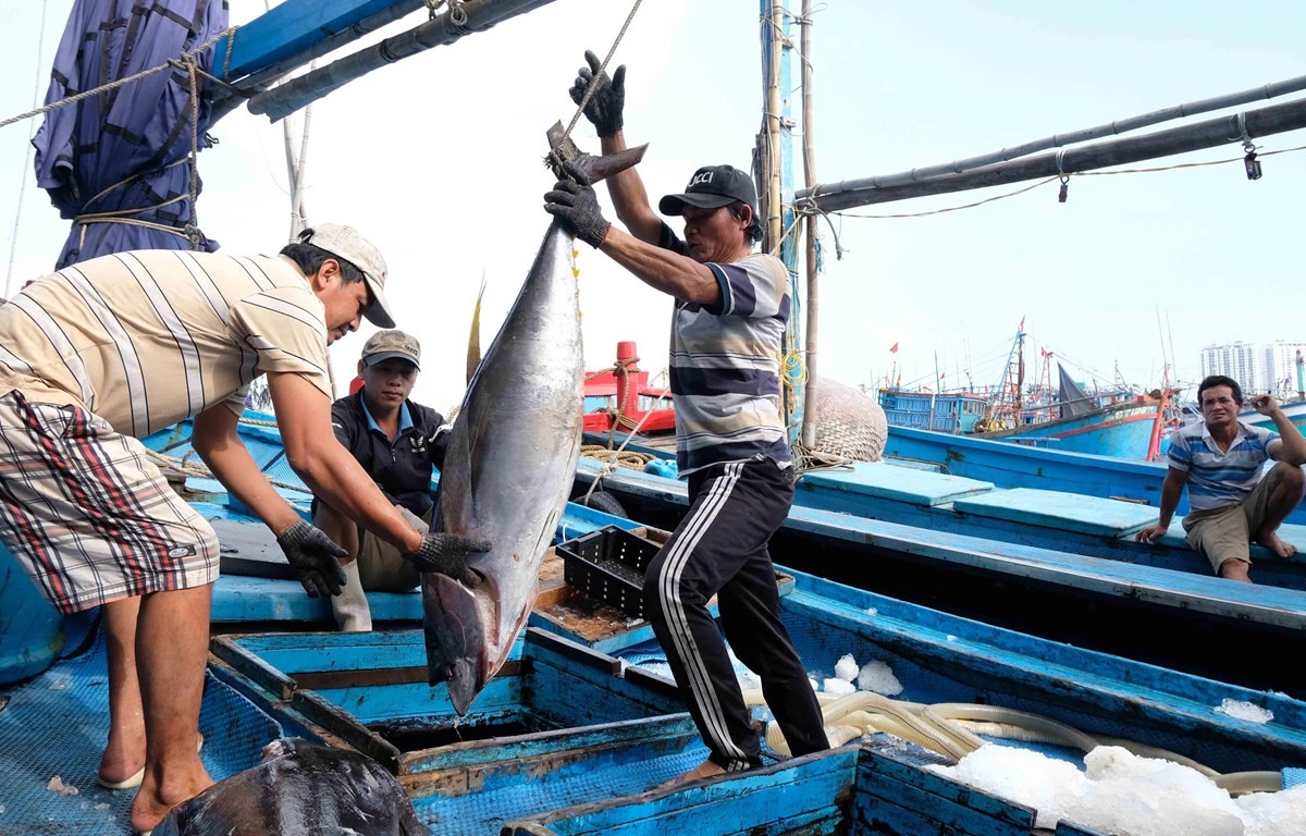 Binh Thuan ramps up efforts against IUU fishing, preparations for the fourth inspection by the EC