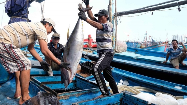 Binh Thuan ramps up efforts against IUU fishing, preparations for the fourth inspection by the EC
