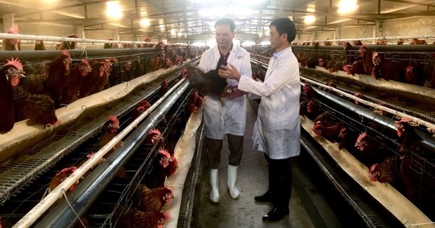Inside a chicken farm in Dong Anh district, Hanoi (Source: VNA)