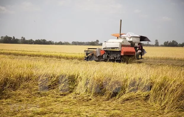 Vietnamese rice prices increase after India&rsquo;s export ban: Traders