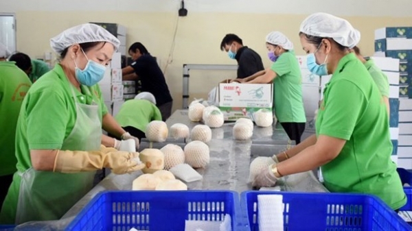 Vietnam gets green light to export fresh husked coconut to US