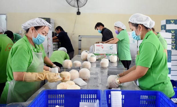 Vietnam gets green light to export fresh husked coconut to US | Business | Vietnam+ (VietnamPlus) Vietnam gets green light to export fresh husked coconut to US | Business | Vietnam+ (VietnamPlus)