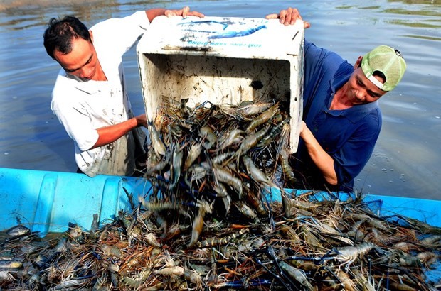 CPTPP reels in more export opportunities for fisheries sector | Business | Vietnam+ (VietnamPlus)