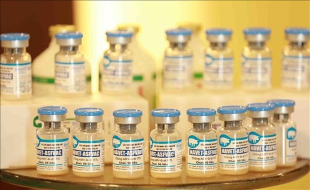 Philippines a promising importer of made-in-Vietnam African swine fever vaccines: AVAC