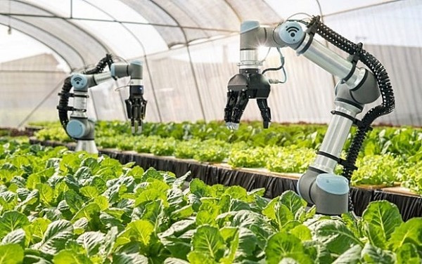 Application of technologies opens up new direction for Hanoi agriculture