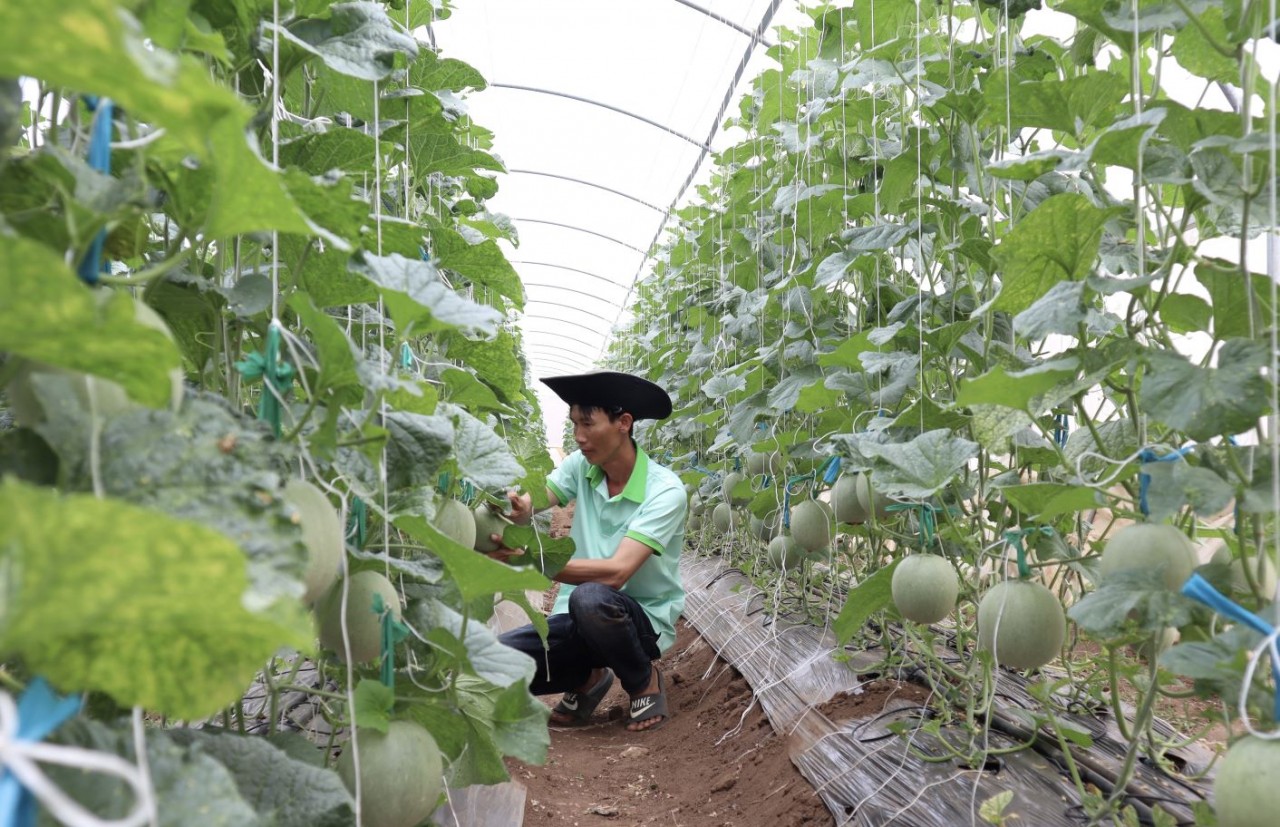 A high-tech melon growing model in Ninh Thuận Province’s Ninh Sơn District is creating high-quality products and bringing great returns to local farmers. (Photo: VNA) A high-tech melon growing model in Ninh Thuận Province’s Ninh Sơn District is creating high-quality products and bringing great returns to local farmers. (Photo: VNA)