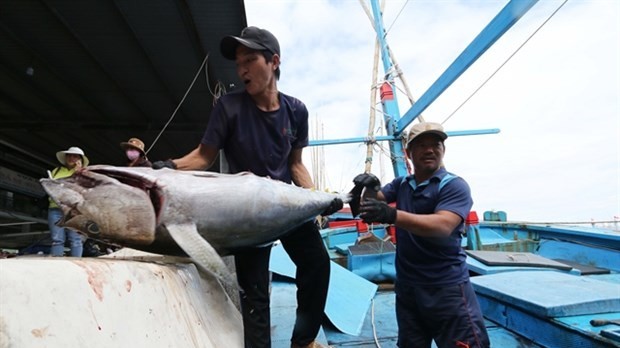 Vietnam’s tuna export orders to increase: VASEP