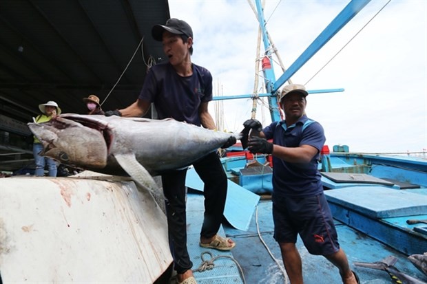 Vietnam’s tuna export orders to increase: VASEP