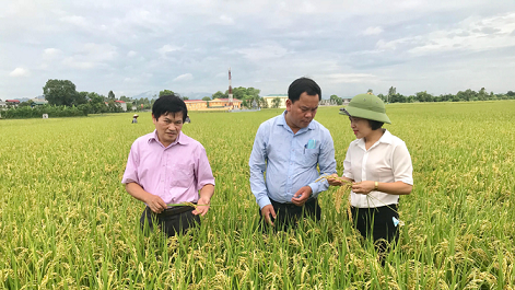 V&ugrave;ng l&uacute;a h&agrave;ng h&oacute;a thuộc chuỗi li&ecirc;n kết gạo chất lượng Khu Ch&aacute;y (huyện Ứng H&ograve;a).  (Nguồn: KInh tế Đ&ocirc; thị)