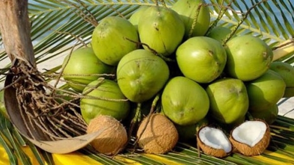 Vietnam’s coconut export to reach 1 billion USD in 2025: insider
