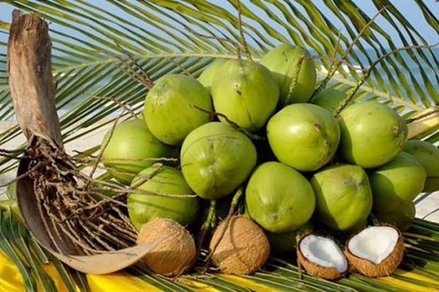 Vietnam’s coconut export to reach 1 billion USD in 2025: insider | Business | Vietnam+ (VietnamPlus)