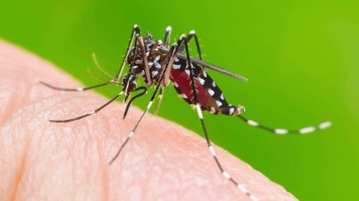 Dengue virus type DEN-3 detected in Hanoi capital: health professionals