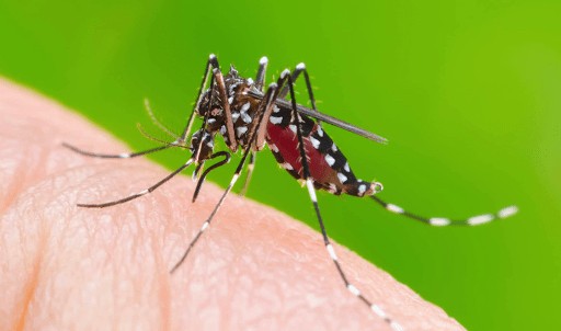 Loài muỗi Aedes aegypti là mầm bệnh chứa virus Dengue gây nên bệnh sốt xuất huyết cho người.