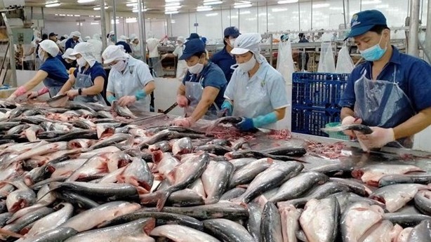 US assesses safety of Vietnam's tra fish exports: MARD