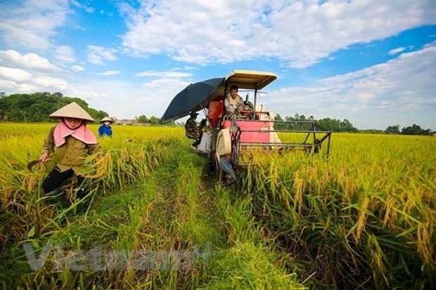 Vietnam keen on improving farmers’ capacity: Official | Business | Vietnam+ (VietnamPlus)
