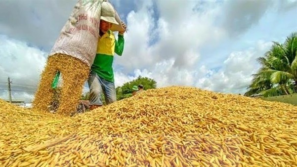 Vietnam exports record rice volume in 8 months: General Department of Customs
