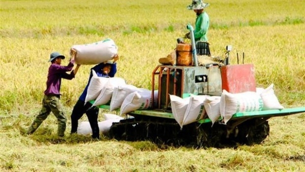 Hanoi focuses on building rice trademark: Hanoi Department of Agriculture