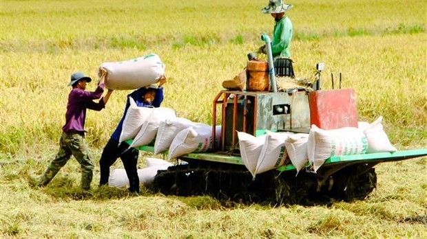 Hanoi focuses on building rice trademark