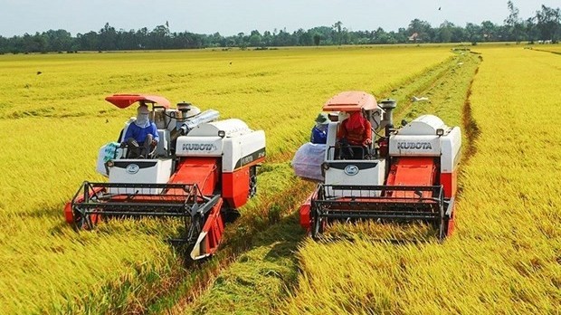 Price of Vietnam’s exported rice maintains uptrend: Vietnam Food Association