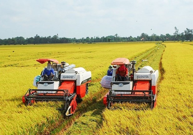Price of Vietnam’s exported rice maintains uptrend: Vietnam Food Association
