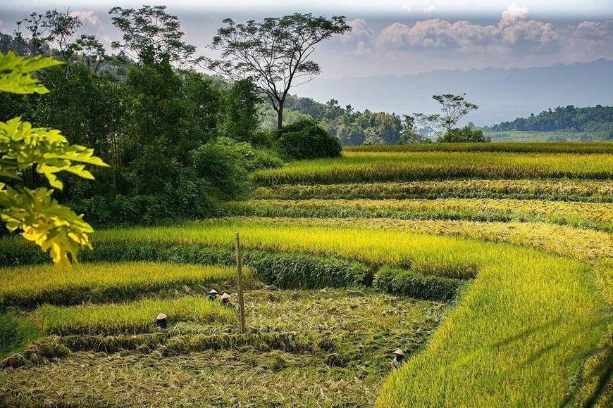 The terraced rice fields of Mien Doi commune in the harvest season. (Photo: VNA)