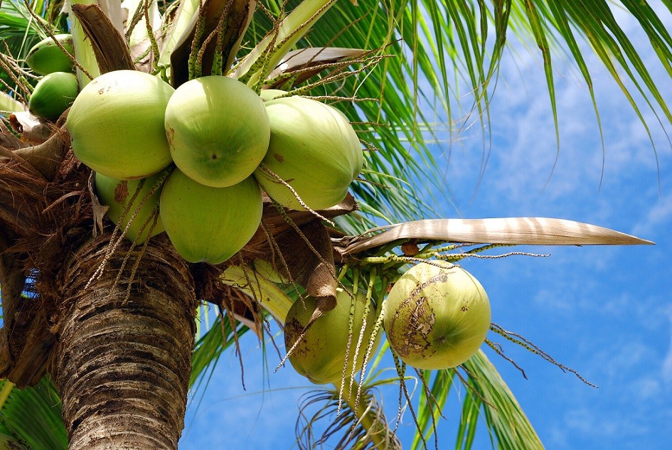 Vietnam aims to earn 1 billion USD each year from coconut exports. (Photo: thecoconutcompany.co)