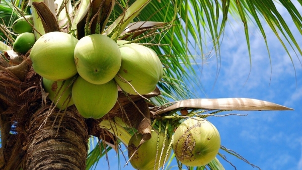 Opportunity for Vietnam's coconut exports to US, China