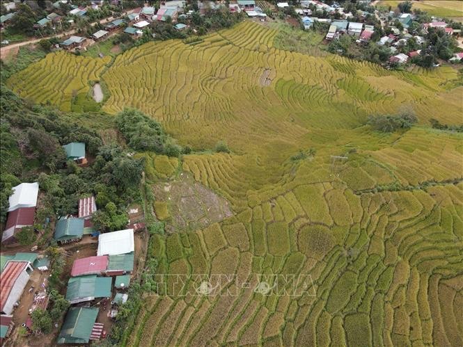 Mang Ri rice valley in autumn - 'sleeping beauty' in Central Highlands