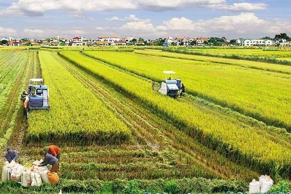 Mekong Delta rolls out red carpet for investment in agriculture