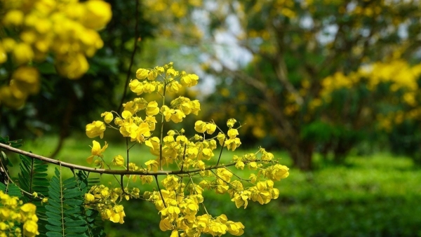Golden shower flowers bloom in vibrant yellow in Gia Lai
