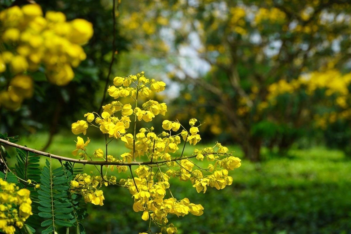 Blooming golden shower flowers with vibrant yellow colour. VNA Photo: Hồng Điệp
