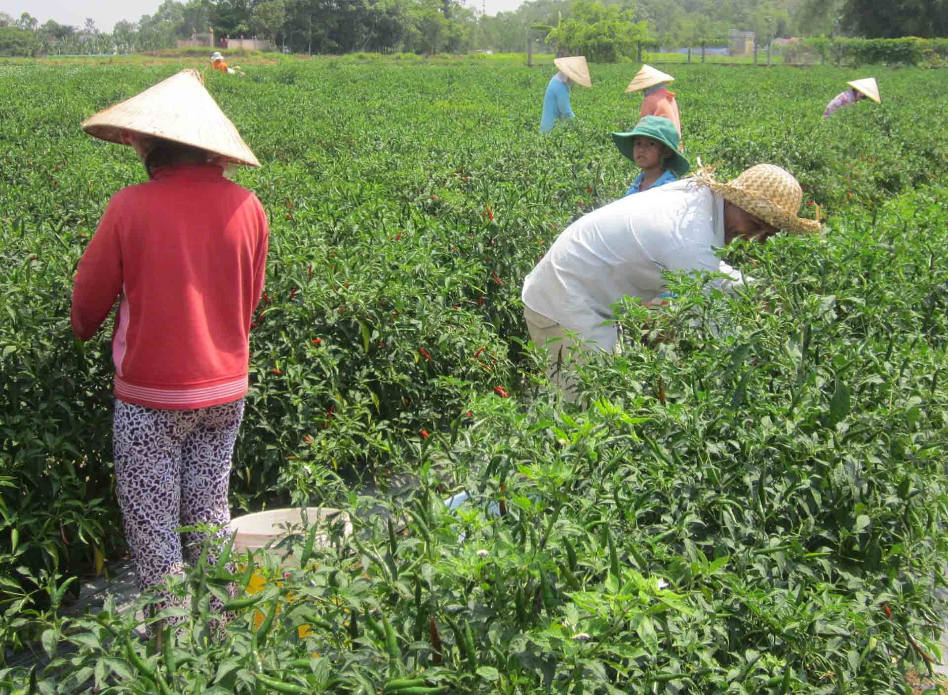 Từ nguồn vốn chính sách ưu đãi theo Nghị định số 28/2022/NĐ-CP về chính sách ưu đãi thực hiện Chương trình MTQG 1719, anh Danh Henl ở ấp Sóc Ruộng (xã Ngũ Lạc, huyện Duyên Hải, tỉnh Trà Vinh) thực hiện mô hình trồng ớt đã giúp anh và nhiều hộ Khmer cải th