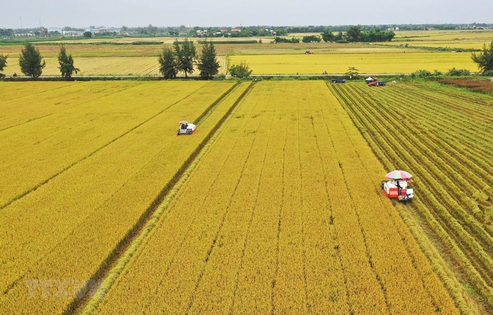 (11.19) PPP is crucial in the development of sustainable, low-emission rice-farming in the Mekong Delta region - Illustrative photo. (Photo: VNA)