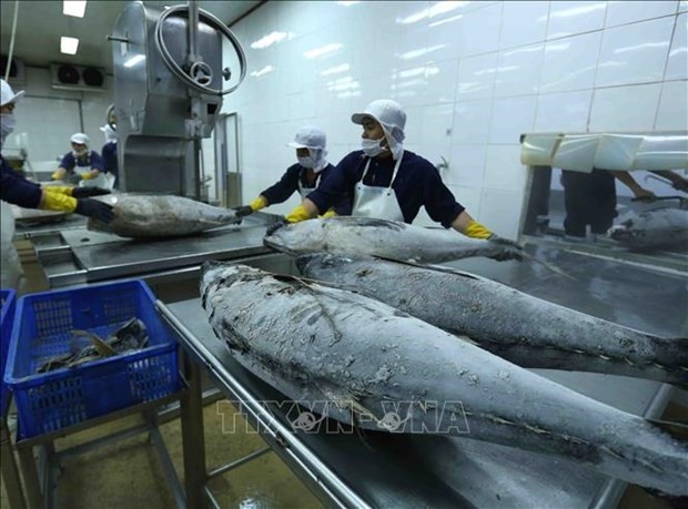 Tuna ranked third among aquatic products in terms of export value during the first 10 months of 2023. (Photo: VNA) Tuna ranked third among aquatic products in terms of export value during the first 10 months of 2023. (Photo: VNA)