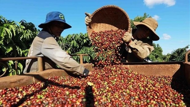 Ample room for Vietnamese coffee in Algerian market: Trade Counsellor