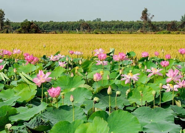 Visit ting Dong Thap for fishing, admiring lotus field