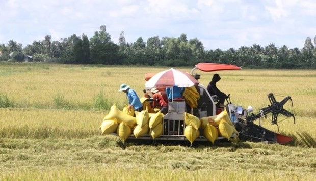 Mekong Delta develops 1 million ha of low-emission high-quality rice  | Business | Vietnam+ (VietnamPlus)