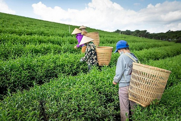 For a breakthrough in Vietnam's agricultural tourism…
