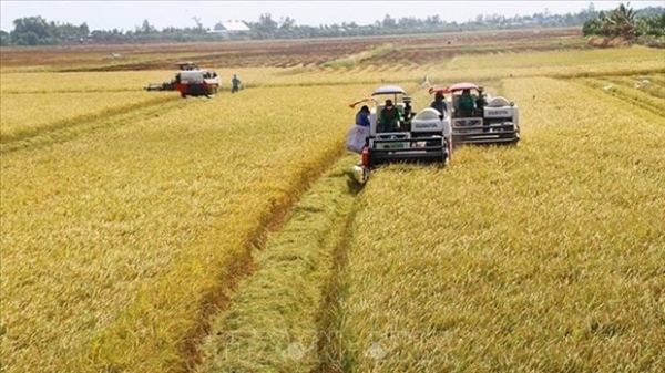 Increasing quality, value of rice shipments to boost exports: MARD