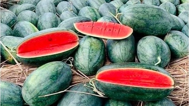 China gives green light to import of Vietnamese watermelon via official channel