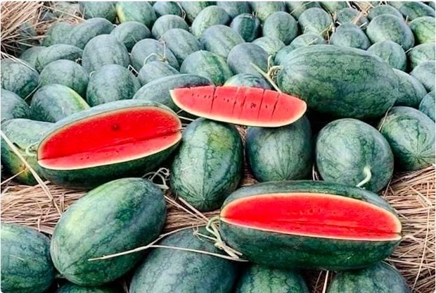 China gives green light to import of Vietnamese watermelon via official channel