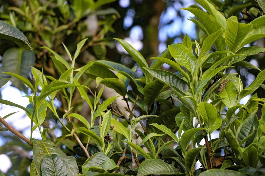 Ancient Shan tuyet tea forest in Dien Bien | Business | Vietnam+ (VietnamPlus)