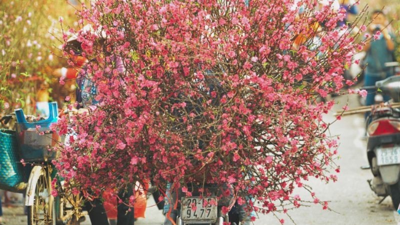 Hanoi to host to 83 flower markets on the occasion of lunar New Year 2024
