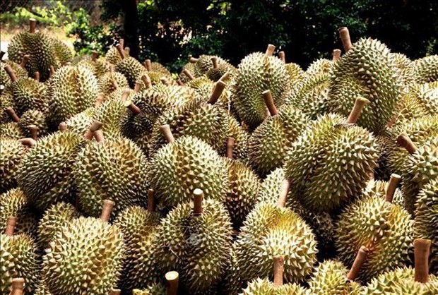 Over 255 tonnes of durian exported via Lao Cai border gates in first days of 2024