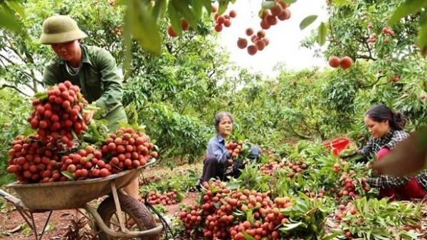 China remains promising market for Vietnamese farm produce: MARD