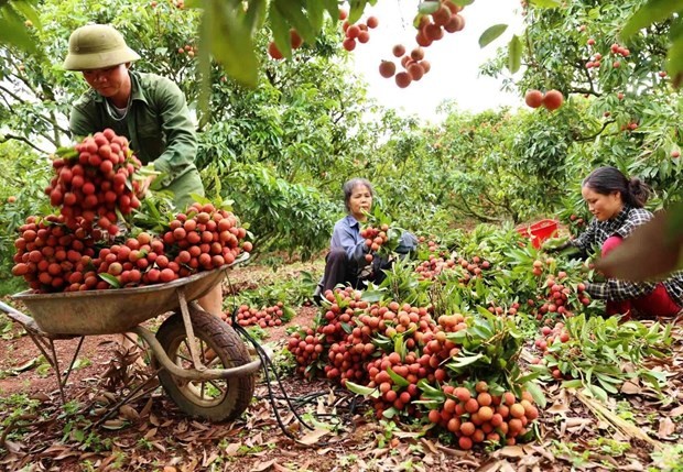 China remains promising market for Vietnamese farm produce: MARD
