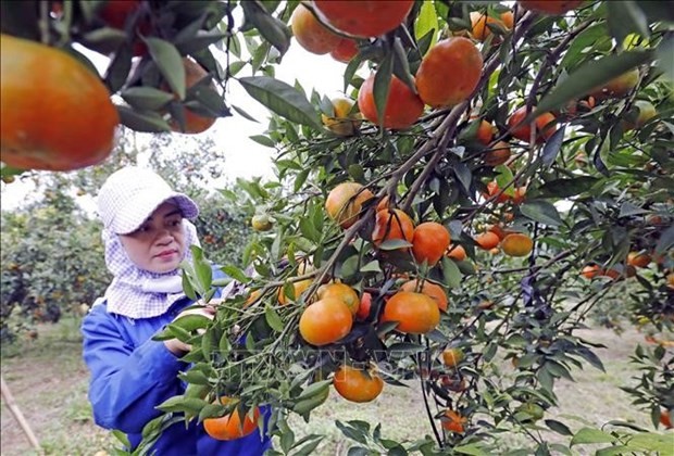 Thanks to the local authority’s support, a household in Cao Phong town is able to convert low-value crops into an efficient orchard. (Photo: VNA)